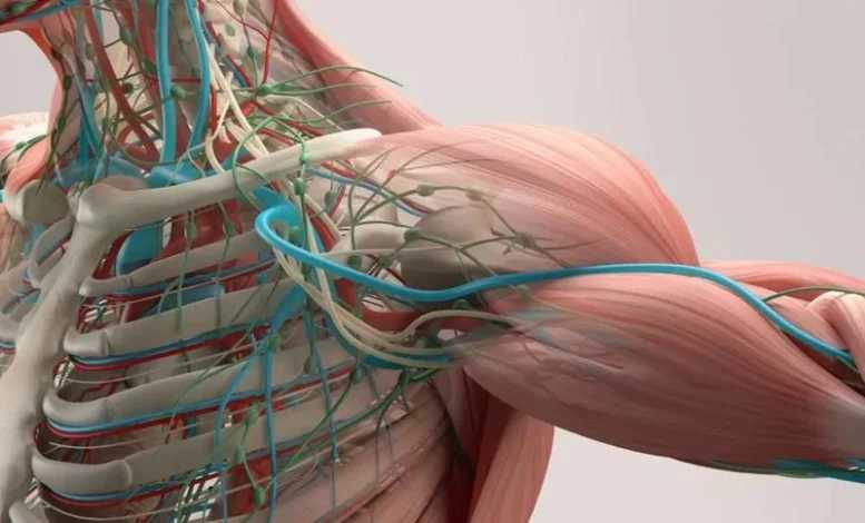Curso de Anatomía Gratis 1 Curso de Anatomía Gratis