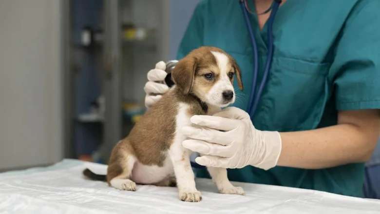 Curso de Veterinaria Online Domina el Cuidado Animal desde Casa